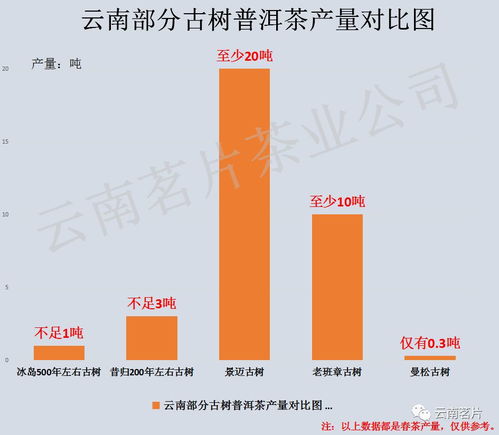 冰島茶 何以成為茶中黃金？——解析其高價背后的自然與技術因素